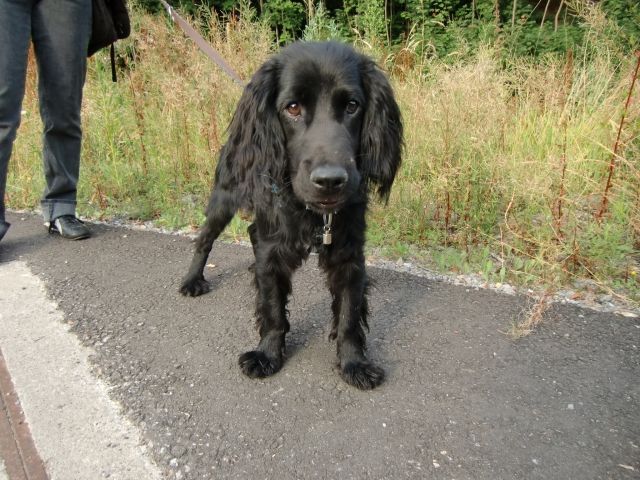 Schwarzer Cocker Spaniel, 10 Monate - Rassehunde Spaniel - Velbert