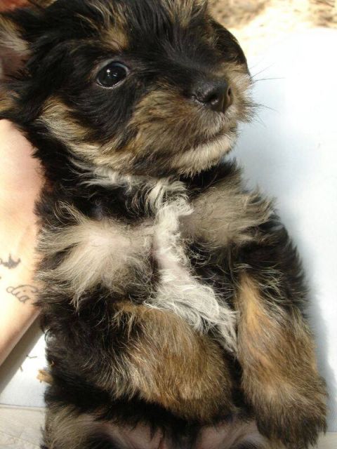 Biete Hundebetreuung in Sankt Leon Rot - Hundesitter - Sankt Leon-Rot