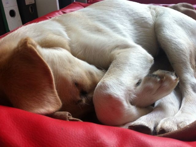 Labrador/Collie-mix Weibchen 6 Monate sucht neuen Wirkungskreis - Rassehunde Labrador - Stuttgart