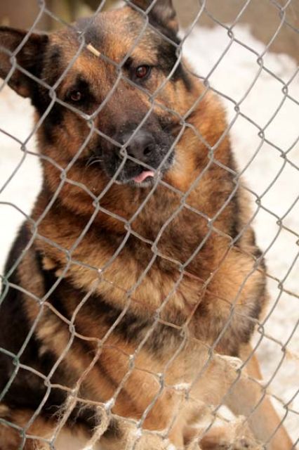 Langzeitinsasse Ken sucht endlich eine Couch - Polen - Rassehunde Schaeferhund - Heidelberg