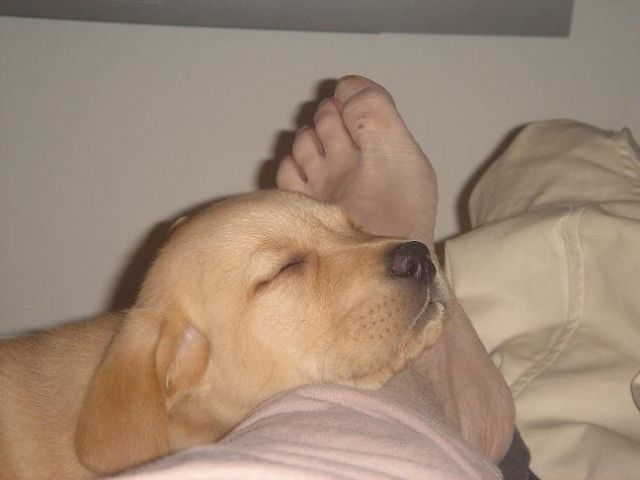 Labrador Welpen blond, nur in allerbeste Hände ! - Rassehunde Labrador - Offenbach
