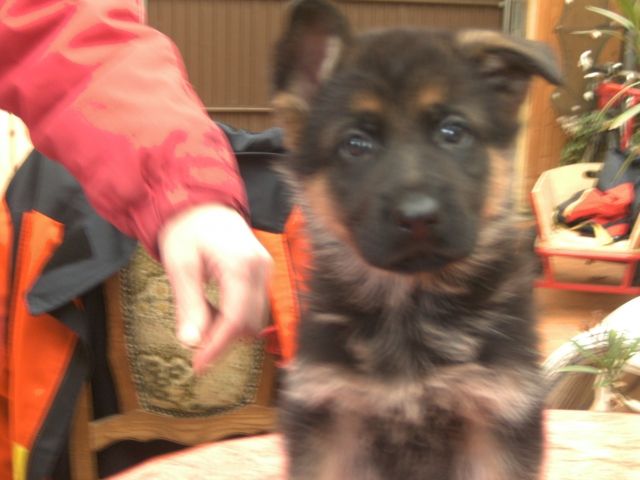 Schäferhundwelpen - Rassehunde Schaeferhund - bedburg