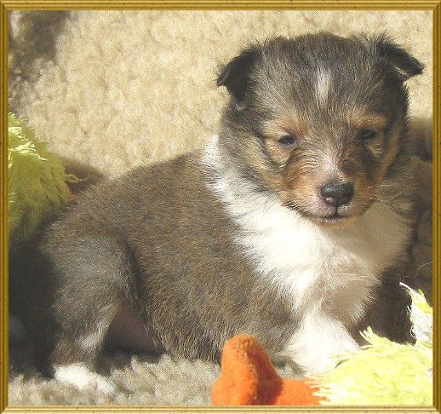 *** Süße Sheltie Hündin Welpe zobel-weiß *** - Rassehunde Sheltie - Neunkirchen