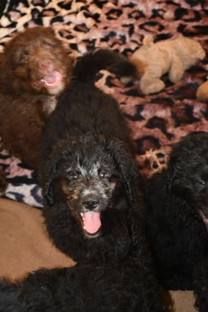 Zwei zauberhafte Bernedoodle Welpen (1w, 1m) suchen liebe Familien - Mischlinge - Alfeld