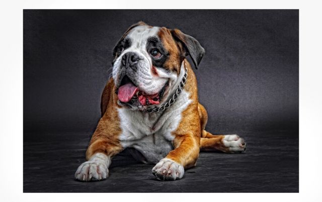 Deckrüde Boxer Armani vom Hause Romeo - Deckanzeigen - remscheid