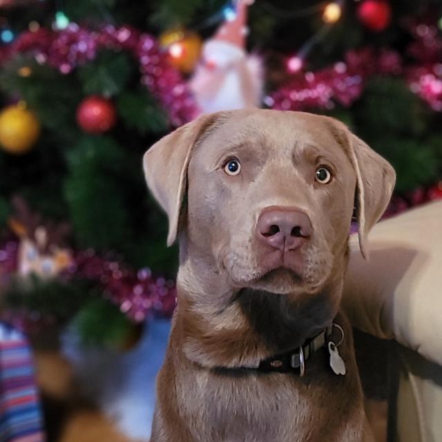 Labrador in Silber mit Ahnentafel - Deckanzeigen - Eichenzell