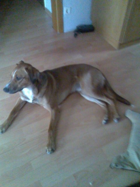 Suche familie für mein Hund - Mischlinge - Bottrop