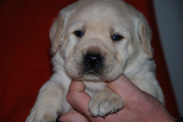 Labrador Welpen reinrassig aus Österreichischer Familienzucht - Rassehunde Labrador - Bad Ischl