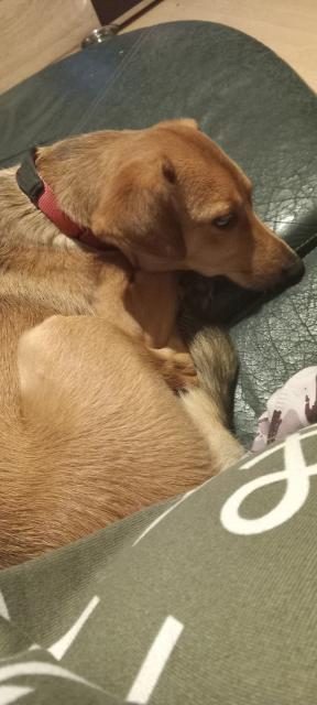 Hübsche hündin sehr lieb  - Mischlinge - Witten