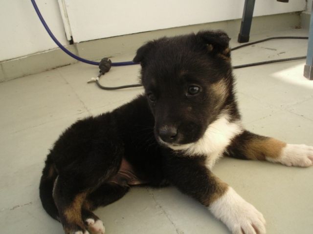 Pinscher-Mix_Rüde! - Mischlinge - Berlin