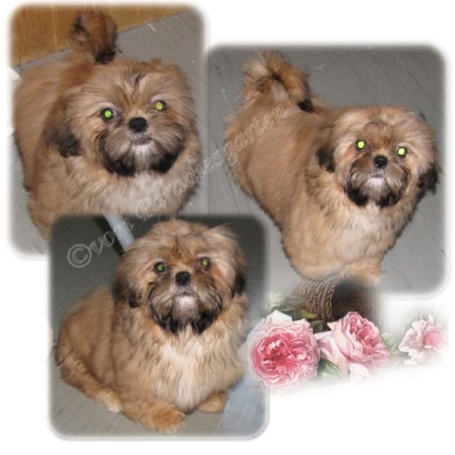 Kleinere Shih Tzu Hündin - Rassehunde Shih Tzu - gießen