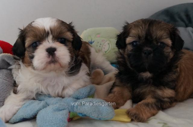  süße Shih Tzu Welpen - Rassehunde Shih Tzu - Feldatal