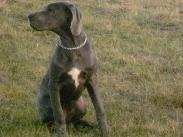 Deutsche Doggenwelpen in BLAU,abgabebereit ! - Rassehunde Dogge - Schollene