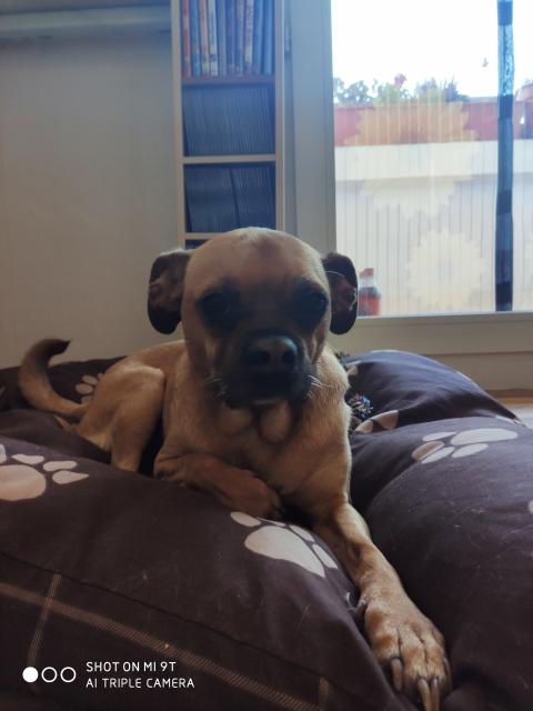 Mops – Rehpinscher Mix sucht!!! - Mischlinge - Berlin