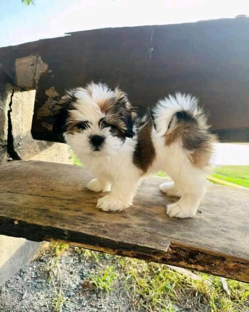 Schön kleinen Baby Shih Tzu Welpen - Rassehunde Shih Tzu - Dresden