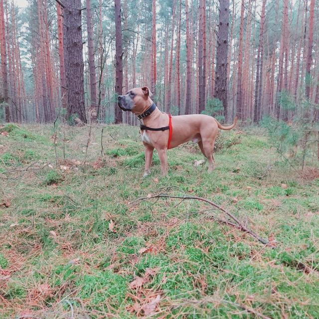 Pit bull / Amstaff - Deckrüde  - Deckanzeigen - Berlin