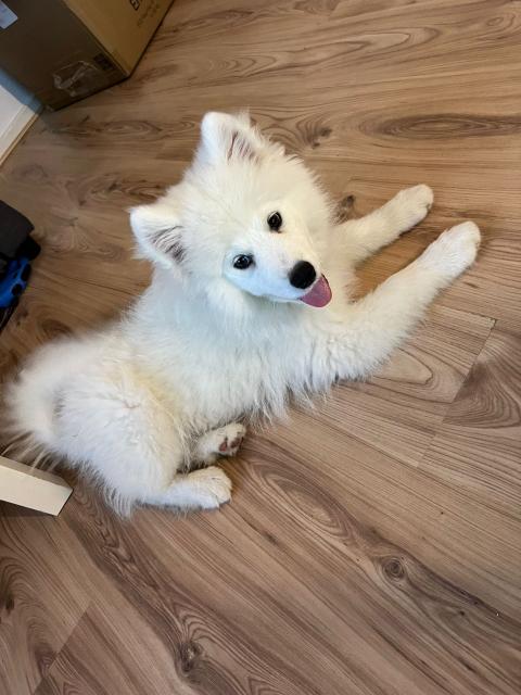 Hund Sibiriche Samojede  - Rassehunde Husky - Wilhelmshaven 