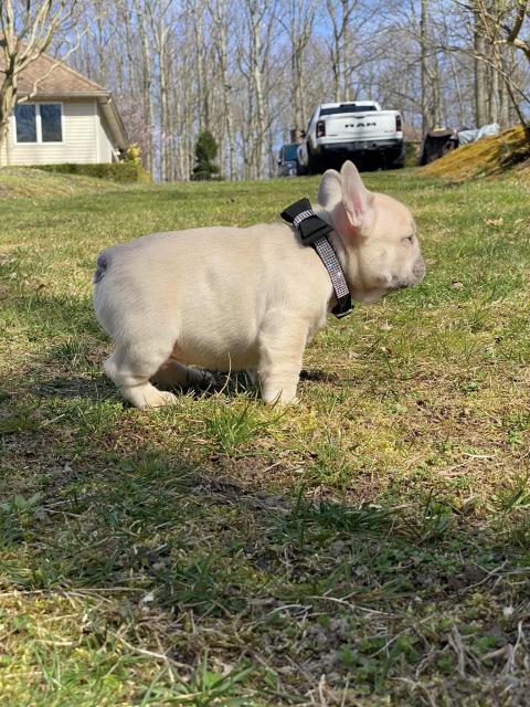 Wunderschöne Französische Bulldoggenwelpen - Rassehunde Franzoesische Bulldogge - Bremen