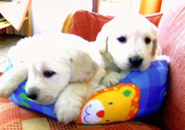Edle Golden Retriever Welpen suchen ein neues Zuhause ! - Rassehunde Golden Retriever - Bregenz