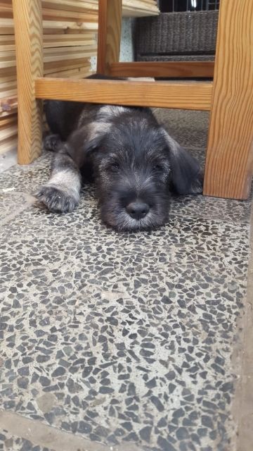 Schnauzer Welpen pfeffer salz  - Rassehunde Zwergschnauzer - Leipzig 