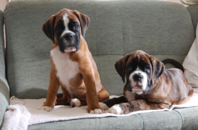 BOXER WLEPEN mit Papiere zu verkaufen - Rassehunde Boxer - Koslin