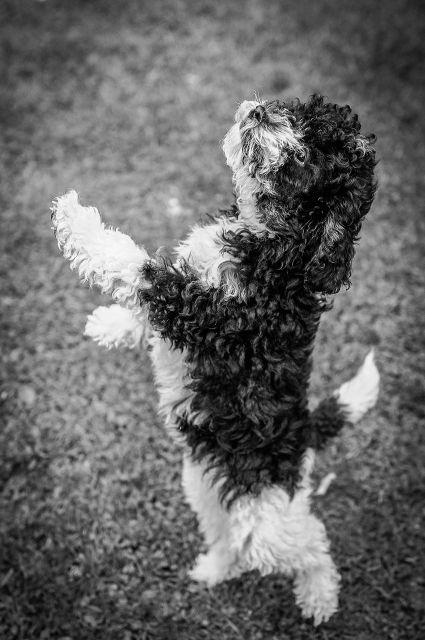 Toypudel Harlekin - Rassehunde Pudel - Warendorf