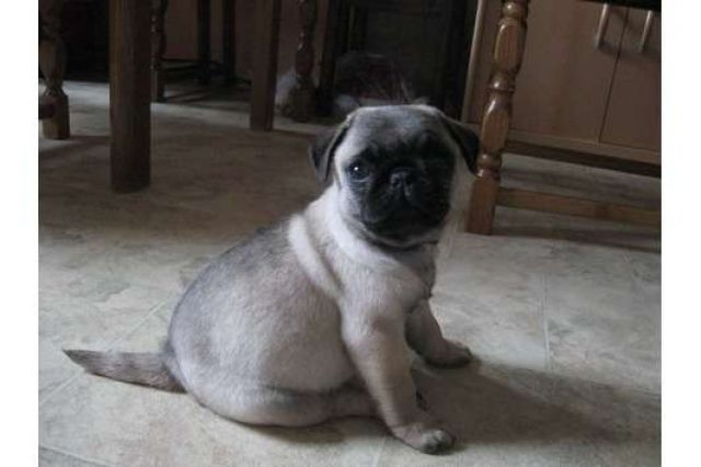Mini Mops Welpen Beige und Schwarz  - Rassehunde Mops -  Stuttgart