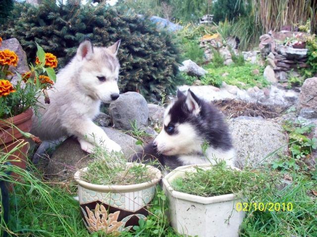 10 Huskywelpen, Siberian Husky Welpen, sibirische - Rassehunde Husky - hamburg