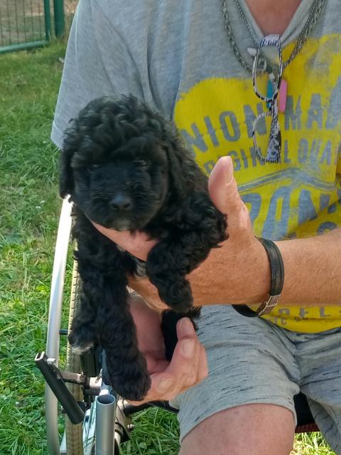 Racker von Blanca  - Rassehunde Pudel - Hannover , Nordstadt