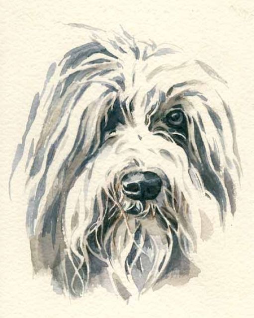 Bobtailmix kostenlos abzugeben - Mischlinge - Bestensee