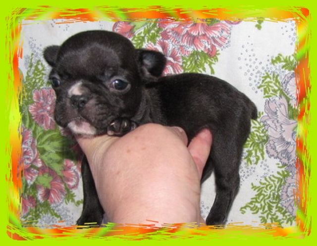 Typvolle French Bulldoggen - Rassehunde Franzoesische Bulldogge - Ulrichstein