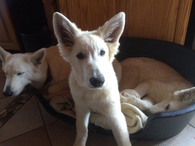 Weißer Schäferhund, Junghund, Familien- und Kinderhund - Rassehunde Weisser Schweizer Schaeferhund - Dahlem