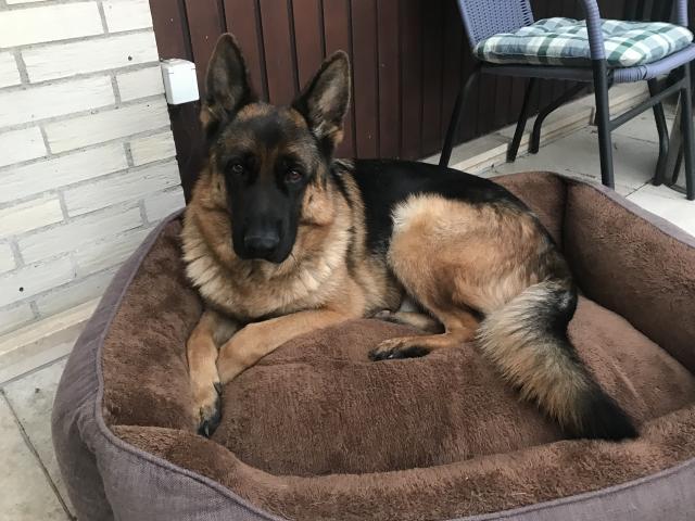 Deutscher Schäferhund - Rassehunde Schaeferhund - Schweinfurt