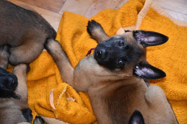 Zwei wunderschöne Malinois Welpen suchen passende Familien. Belgischer Schäferhu - Rassehunde Schaeferhund - Kreiensen