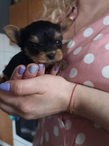 Yorkshire Terrier Steel Blue Welpe - Rassehunde Terrier - Oberharz am Brocken