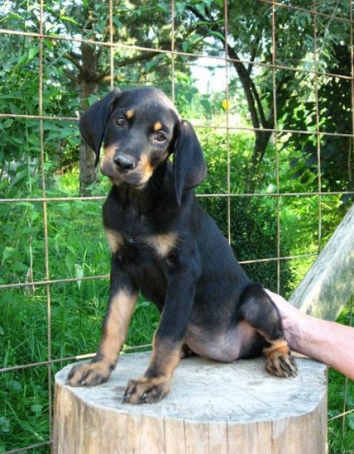 Siebenbürger Bracke Welpen vom Champion - Rassehunde Weimaraner - Hohenstein-Ernstthal