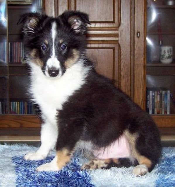 Sheltiewelpen - Rassehunde Sheltie - Zielitz