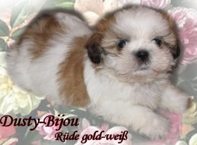 Shih Tzu Welpen Rüde und Hündin - Rassehunde Shih Tzu - feldatal