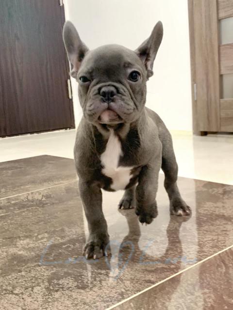 Eine Französische Bulldogge Hündin sucht ein Zuhause. - Rassehunde Franzoesische Bulldogge - Frankfurt 