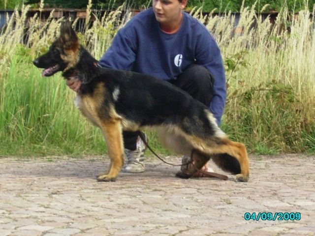 Tolle 9 Monate alte Nachwuchshündin umst.zu verkaufen - Rassehunde Schaeferhund - Oelsnitz