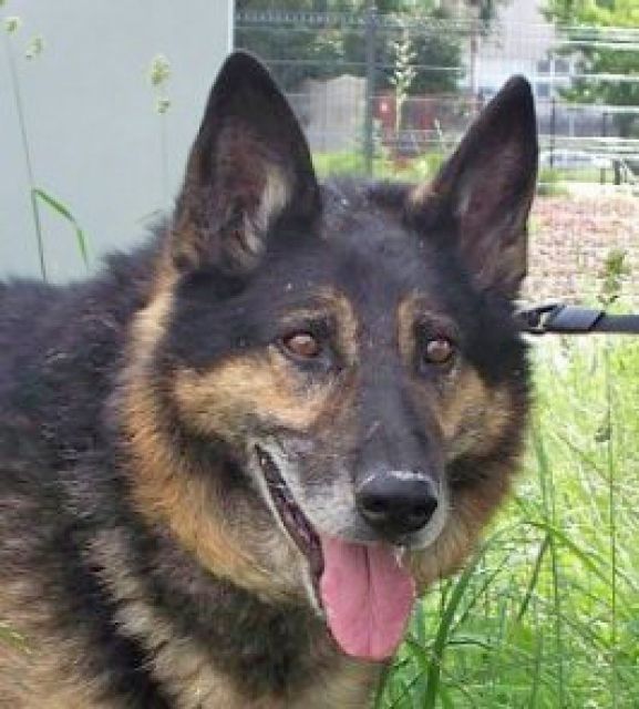 Amur 4J Tierheim POLEN sind so schrecklich- wer holt ihn raus? - Rassehunde Schaeferhund - Heidelberg