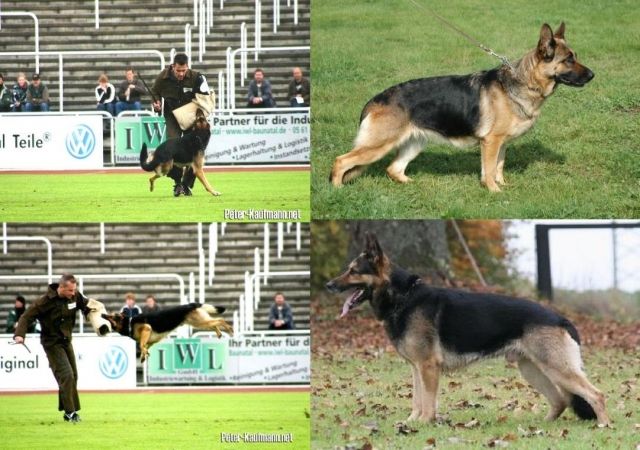 Schäferhund Rüde , Einstein Sohn 5 Monate alt  umstände halber  - Rassehunde Schaeferhund - Großlittgen