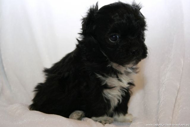 Bolonka Zwetna Welpen abzugeben - Rassehunde Bolonka Zwetna - Mühlhausen