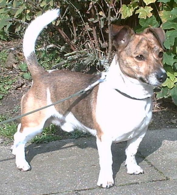 Jackie sucht dringend ein neues Zuhause!!! - Rassehunde Terrier - Gülzow