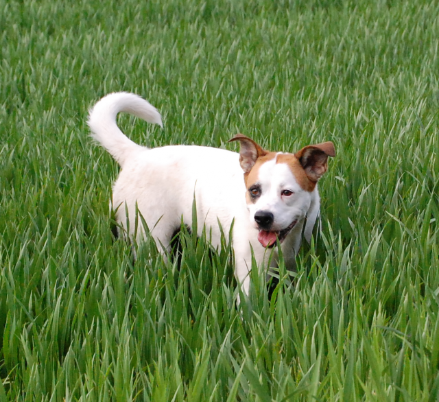 Nala sucht - Mischlinge - Hamburg
