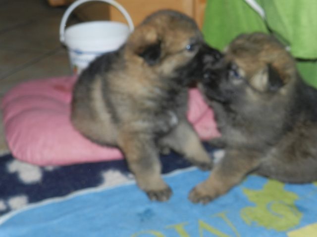 3 Schäferhundwelpen/Hündin ab Dez. abzugeben/Papiere - Rassehunde Schaeferhund - Großmehring
