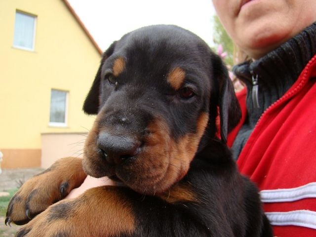 Dobermannwelpen - Rassehunde Dobermann - Stadt Südl. Anhalt, OT Cosa