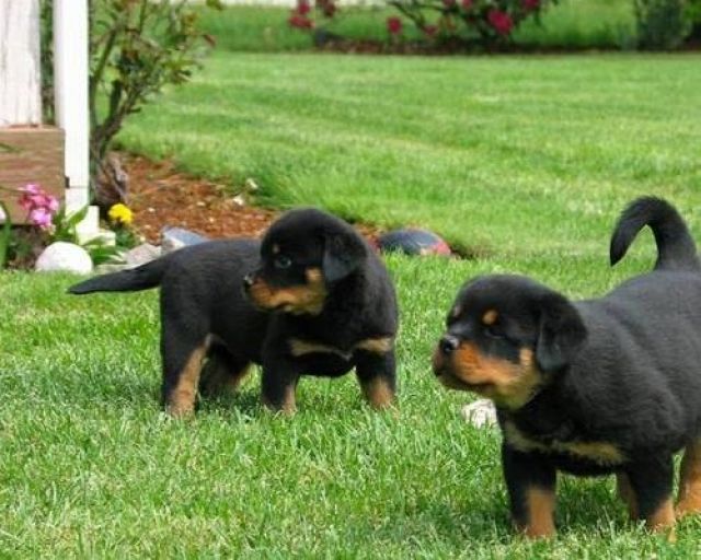 Süsse Rotti-Welpen suchen ein Zuhause - Rassehunde Rottweiler - Bremen