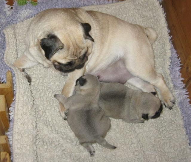 Liebevoller Mops Welpen für Ihre wunderbare Familie - Rassehunde Mops - Dortmund