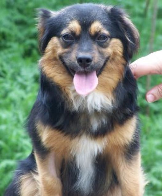 Peki sucht nettes zu hause - Mischlinge - mulmshorn